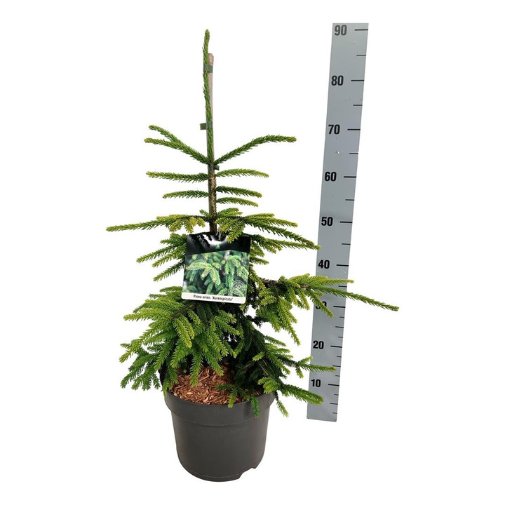 Eglė rytinė (Lot Picea orientalis) 'Aureospicata' C7,5/P26 50-60 CM-EGLĖS-SPYGLIUOČIAI