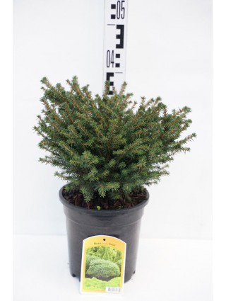 Eglė serbinė (Lot Picea omorika) 'Karel' C3/P19 30-40 CM-EGLĖS-SPYGLIUOČIAI