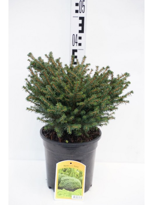 Eglė serbinė (Lot Picea omorika) 'Karel' C3/P19 30-40 CM-EGLĖS-SPYGLIUOČIAI