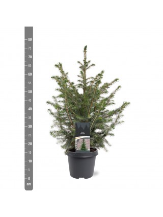 Eglė serbinė (Lot Picea omorika) C5/P23 50-60 CM-EGLĖS-SPYGLIUOČIAI