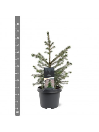 Eglė serbinė (Lot Picea omorika) C3/P19 40-50 CM-EGLĖS-SPYGLIUOČIAI