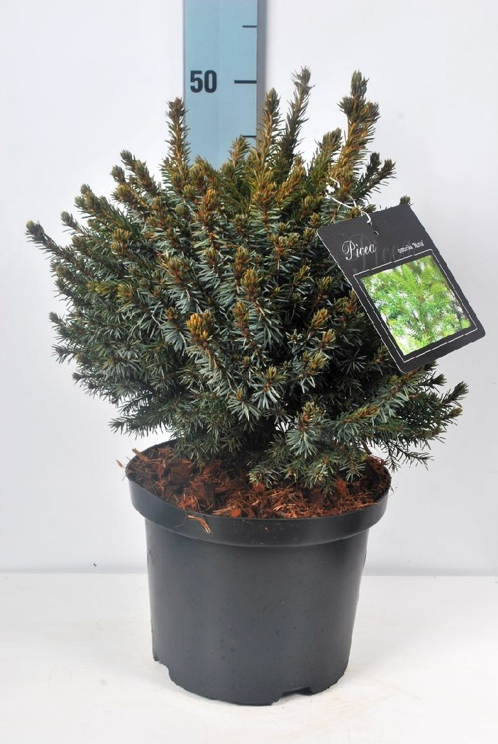 Eglė serbinė (Lot Picea omorika) 'Nana' C5/P23 25-30 CM-EGLĖS-SPYGLIUOČIAI