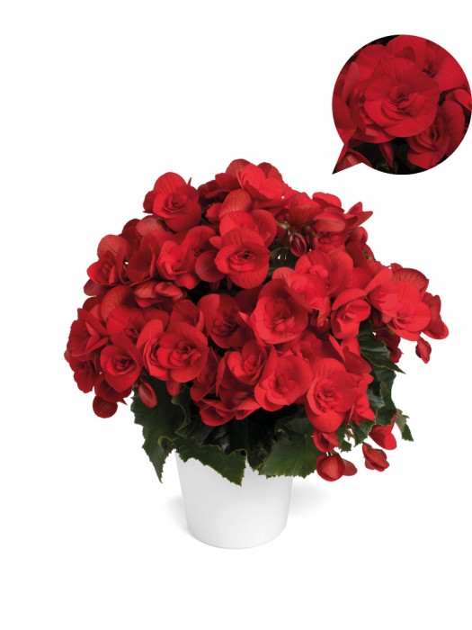 Begonia Smulkežiedė "BALADIN"-BEGONIJOS-VIENMETĖS GĖLĖS