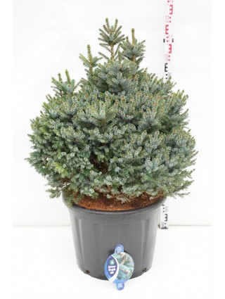 Eglė serbinė (Lot Picea omorika) 'Nana' C65 60-70 CM-EGLĖS-SPYGLIUOČIAI