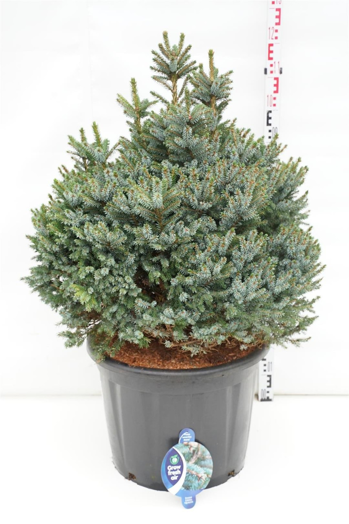 Eglė serbinė (Lot Picea omorika) 'Nana' C65 60-70 CM-EGLĖS-SPYGLIUOČIAI