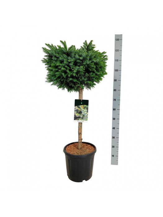 Eglė serbinė (Lot Picea omorika) 'Nana' C15 KOTAS 60 CM-EGLĖS-SPYGLIUOČIAI