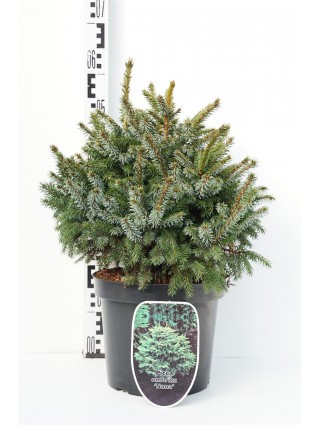 Eglė serbinė (Lot Picea omorika) 'Nana' C7,5/P26 30-40 CM-EGLĖS-SPYGLIUOČIAI