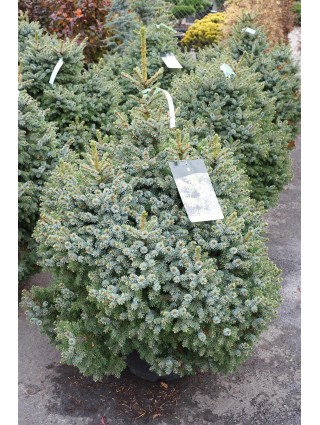 Eglė serbinė (Lot Picea omorika) 'Nana' C30 60-80 CM-EGLĖS-SPYGLIUOČIAI