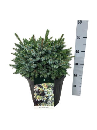 Eglė serbinė (Lot Picea omorika) 'Nana' C15 30-40 CM-EGLĖS-SPYGLIUOČIAI