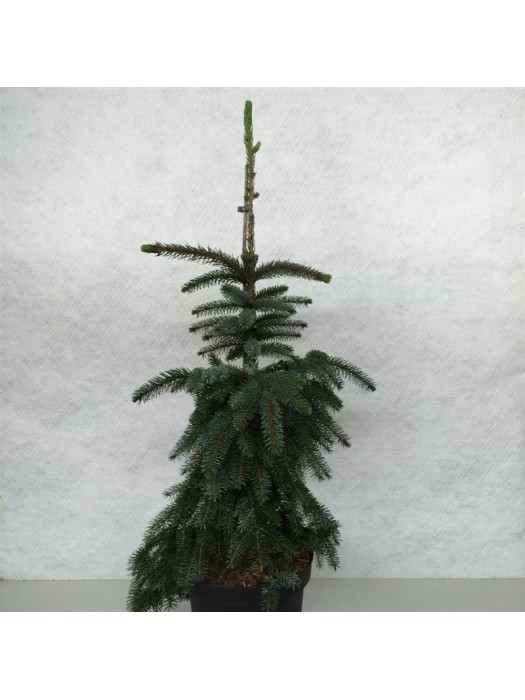 Eglė serbinė (Lot Picea omorika) 'Pendula Bruns' C10 70-80 CM-EGLĖS-SPYGLIUOČIAI