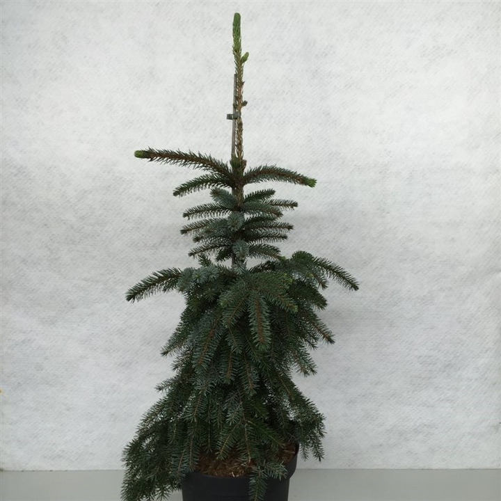 Eglė serbinė (Lot Picea omorika) 'Pendula Bruns' C10 70-80 CM-EGLĖS-SPYGLIUOČIAI