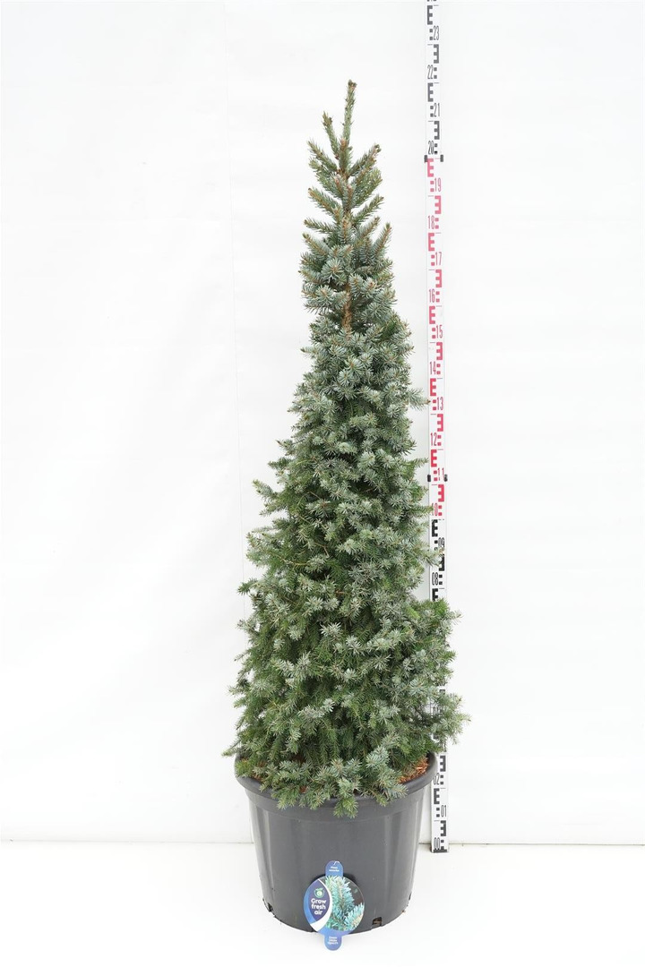 Eglė serbinė (Lot Picea omorika) 'Zuckerhut' C65 175-200 CM-EGLĖS-SPYGLIUOČIAI