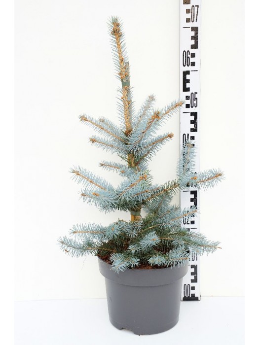 Eglė dygioji (Lot Picea pungens) 'Blue Diamond' C5/P23 40-50 CM-EGLĖS-SPYGLIUOČIAI