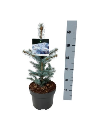 Eglė dygioji (Lot Picea pungens) 'Blue Diamond' C5/P23 30-40 CM-EGLĖS-SPYGLIUOČIAI