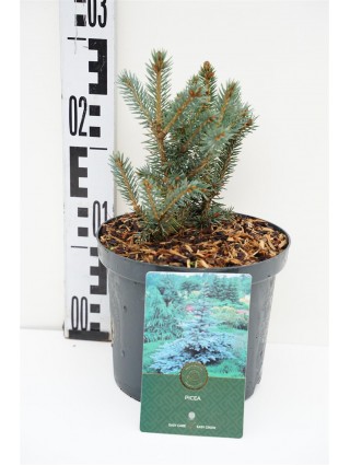 Eglė dygioji (Lot Picea pungens) 'Blue Diamond' C2,5/P18 15-20 CM-EGLĖS-SPYGLIUOČIAI