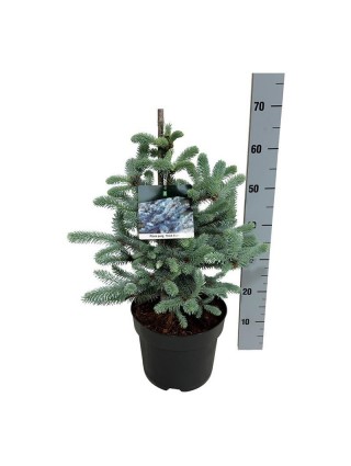 Eglė dygioji (Lot Picea pungens) 'Erich Frahm' C7,5/P26 40-50 CM-EGLĖS-SPYGLIUOČIAI