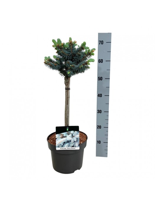 Eglė dygioji (Lot Picea pungens) 'Glauca Globosa' C5/P23 KOTAS 40 CM-EGLĖS-SPYGLIUOČIAI