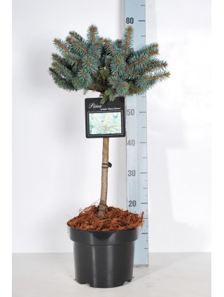 Eglė dygioji (Lot Picea pungens) 'Glauca Globosa' C5/P23 KOTAS 40 CM-EGLĖS-SPYGLIUOČIAI