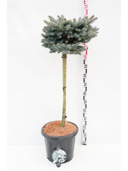 Eglė dygioji (Lot Picea pungens) 'Glauca Globosa' C25 KOTAS 80 CM-EGLĖS-SPYGLIUOČIAI