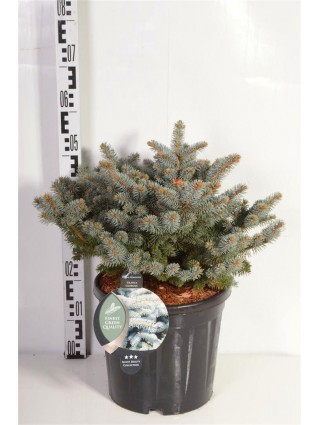 Eglė dygioji (Lot Picea pungens) 'Glauca Globosa' C13 30-40 CM-EGLĖS-SPYGLIUOČIAI