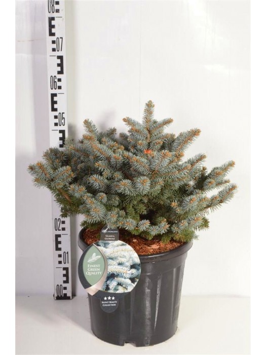 Eglė dygioji (Lot Picea pungens) 'Glauca Globosa' C13 30-40 CM-EGLĖS-SPYGLIUOČIAI