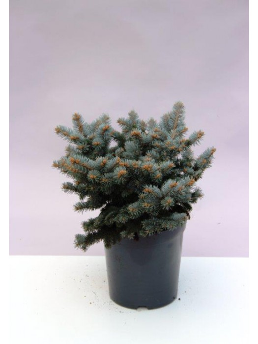 Eglė dygioji (Lot Picea pungens) 'Glauca Globosa' C7,5/P26 30-40 CM-EGLĖS-SPYGLIUOČIAI