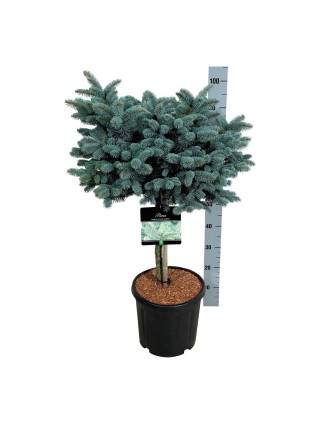 Eglė dygioji (Lot Picea pungens) 'Glauca Globosa' C15 KOTAS 40 CM-EGLĖS-SPYGLIUOČIAI