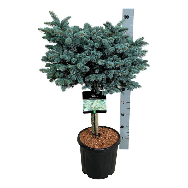 Eglė dygioji (Lot Picea pungens) 'Glauca Globosa' C15 KOTAS 40 CM-EGLĖS-SPYGLIUOČIAI