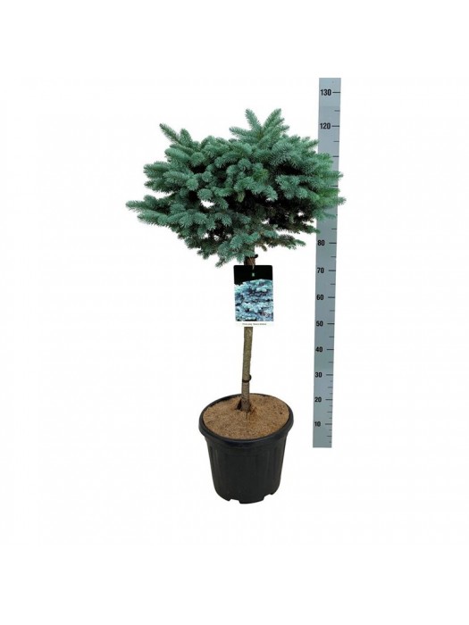 Eglė dygioji (Lot Picea pungens) 'Glauca Globosa' C15 KOTAS 60 CM-EGLĖS-SPYGLIUOČIAI