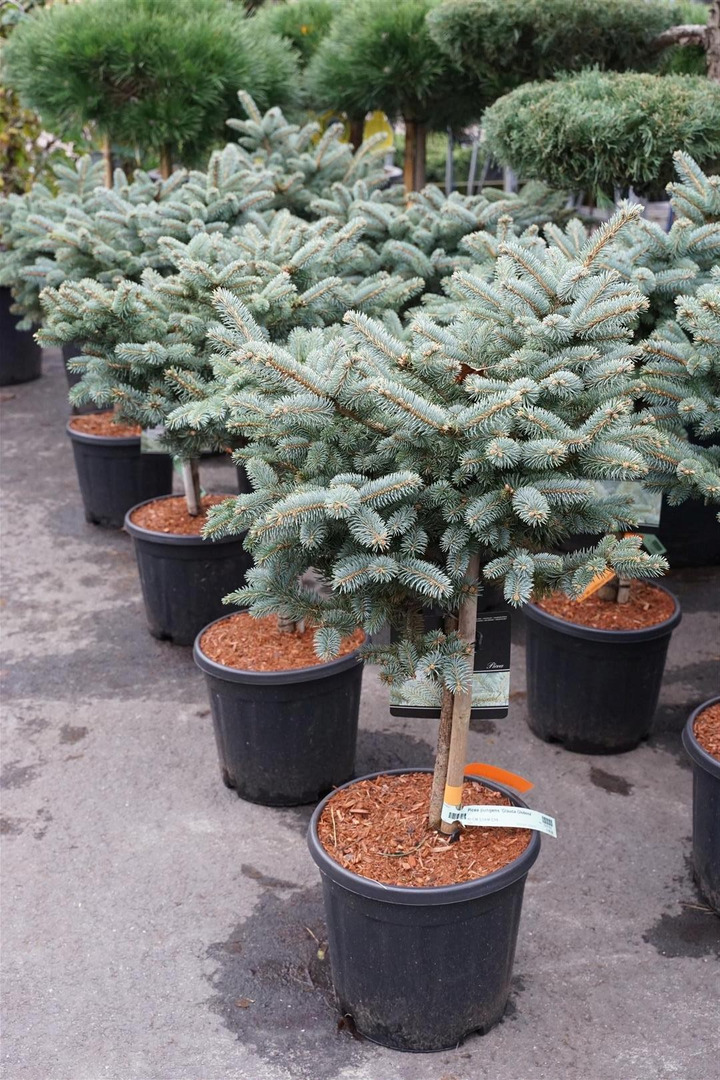 Eglė dygioji (Lot Picea pungens) 'Glauca Globosa' C15 KOTAS 40 CM-EGLĖS-SPYGLIUOČIAI