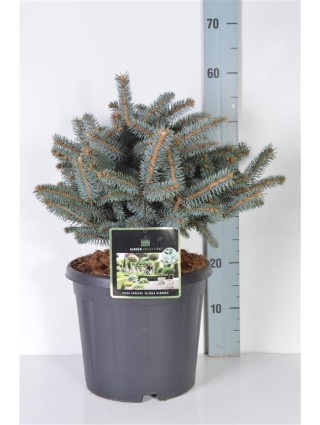 Eglė dygioji (Lot Picea pungens) 'Glauca Globosa' C10 35-40 CM-EGLĖS-SPYGLIUOČIAI