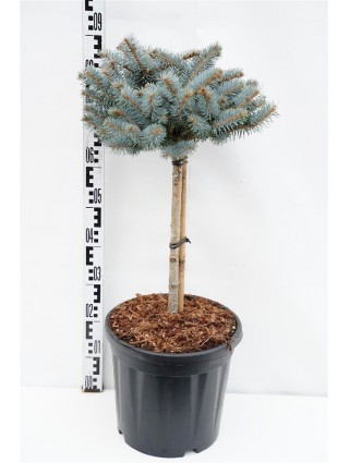 Eglė dygioji (Lot Picea pungens) 'Glauca Globosa' C18 KOTAS 40 CM-EGLĖS-SPYGLIUOČIAI