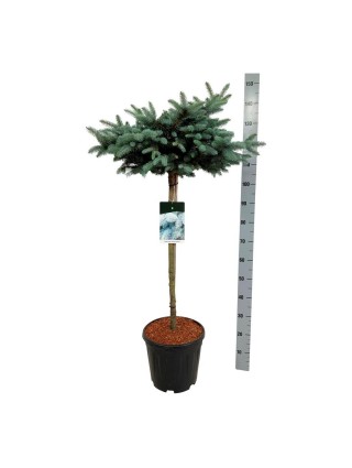 Eglė dygioji (Lot Picea pungens) 'Glauca Globosa' C15 KOTAS 80 CM Ř 40-50-EGLĖS-SPYGLIUOČIAI