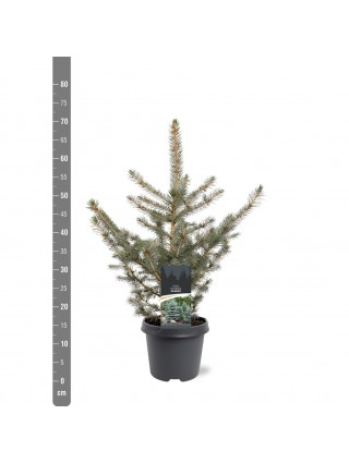 Eglė dygioji glauca (Lot Picea pungens glauca) C5/P23 40-50 CM-EGLĖS-SPYGLIUOČIAI