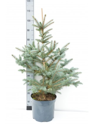 Eglė dygioji glauca (Lot Picea pungens glauca) C7,5/P26 60-80 CM-EGLĖS-SPYGLIUOČIAI