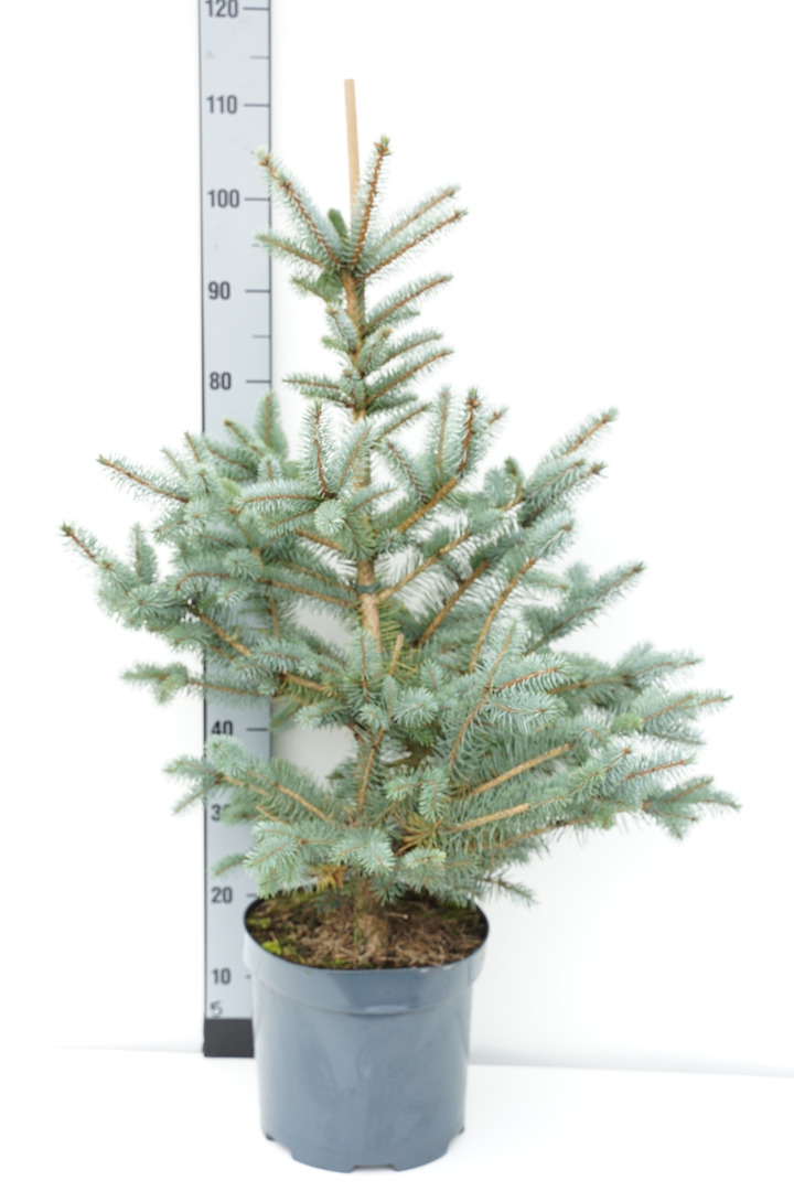 Eglė dygioji glauca (Lot Picea pungens glauca) C7,5/P26 60-80 CM-EGLĖS-SPYGLIUOČIAI