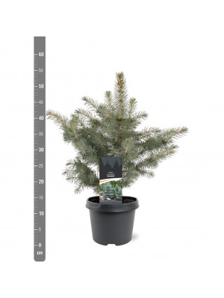 Eglė dygioji glauca (Lot Picea pungens glauca) C3/P19 25-30 CM-EGLĖS-SPYGLIUOČIAI