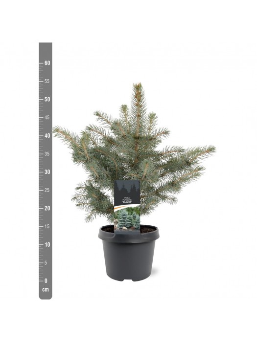 Eglė dygioji glauca (Lot Picea pungens glauca) C3/P19 25-30 CM-EGLĖS-SPYGLIUOČIAI