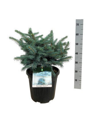 Eglė dygioji (Lot Picea pungens) 'Karpaten' C15 40-50 CM-EGLĖS-SPYGLIUOČIAI