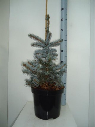 Eglė dygioji (Lot Picea pungens) 'Koster' C5/P23 40-50 CM-EGLĖS-SPYGLIUOČIAI