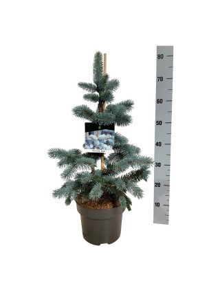 Eglė dygioji (Lot Picea pungens) 'Koster' C5/P23 40-50 CM-EGLĖS-SPYGLIUOČIAI