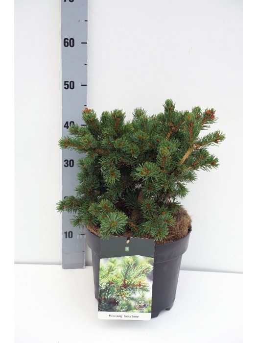 Eglė dygioji (Lot Picea pungens) 'Lucky Strike' C7,5/P26 30-40 CM-EGLĖS-SPYGLIUOČIAI