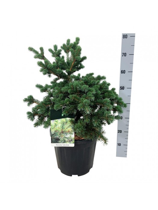 Eglė dygioji (Lot Picea pungens) 'Lucky Strike' C15 50-60 CM-EGLĖS-SPYGLIUOČIAI