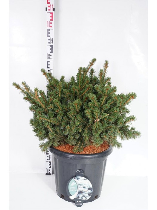 Eglė dygioji (Lot Picea pungens) 'Lucky Strike' C25 50-60 CM-EGLĖS-SPYGLIUOČIAI