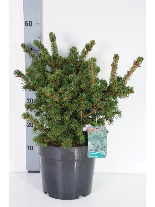 Eglė dygioji (Lot Picea pungens) 'Lucky Strike' C6,5/P24 40-50 CM-EGLĖS-SPYGLIUOČIAI