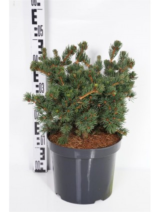 Eglė dygioji (Lot Picea pungens) 'Lucky Strike' C7,5/P26 35-40 CM-EGLĖS-SPYGLIUOČIAI