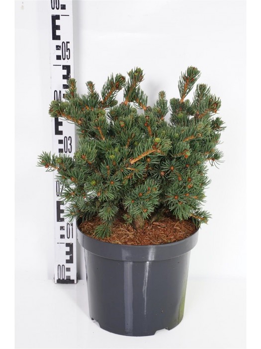 Eglė dygioji (Lot Picea pungens) 'Lucky Strike' C7,5/P26 35-40 CM-EGLĖS-SPYGLIUOČIAI