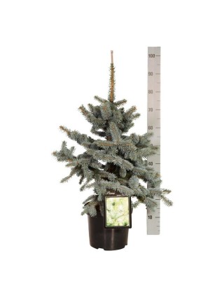 Eglė dygioji (Lot Picea pungens) 'Oldenburg' C7,5/P26 50-60 CM-EGLĖS-SPYGLIUOČIAI