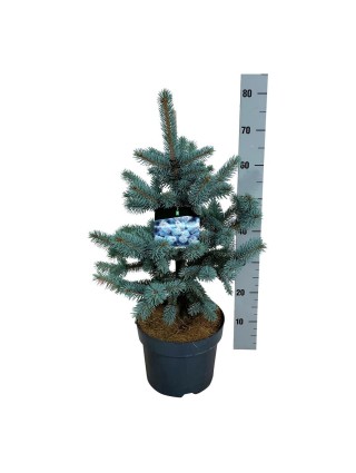 Eglė dygioji (Lot Picea pungens) 'Oldenburg' C7,5/P26 50-60 CM-EGLĖS-SPYGLIUOČIAI