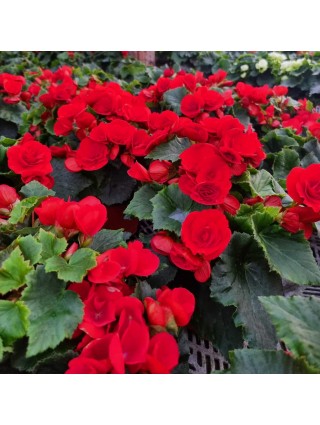 Begonia Smulkežiedė "BALADIN"-BEGONIJOS-VIENMETĖS GĖLĖS